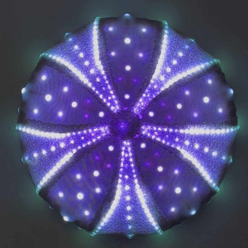 Enlighted Echinoderm